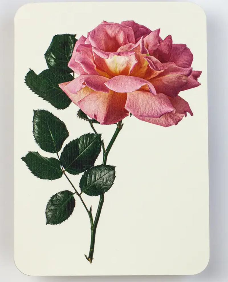 Canonbury Press Pink Rose Greeting Card